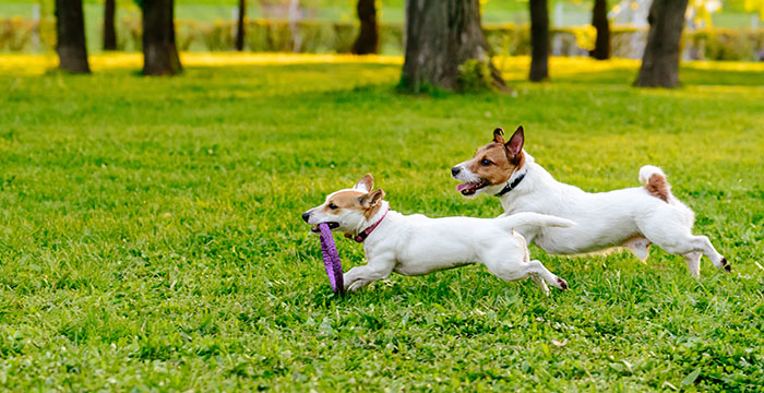 Two dogs running together