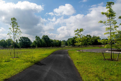 Tree lined walking path