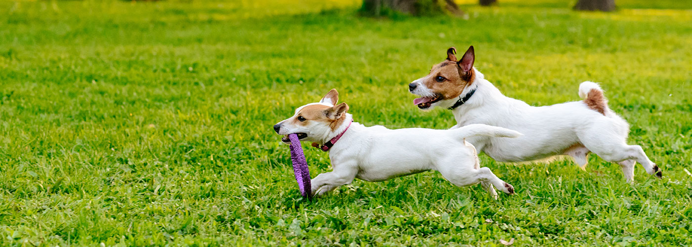 Two dogs running together